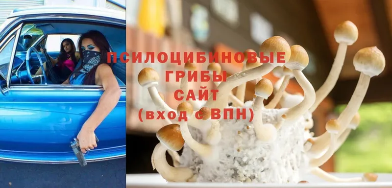 Галлюциногенные грибы Psilocybine cubensis  Обнинск 